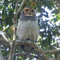Spotted Wood-Owl
